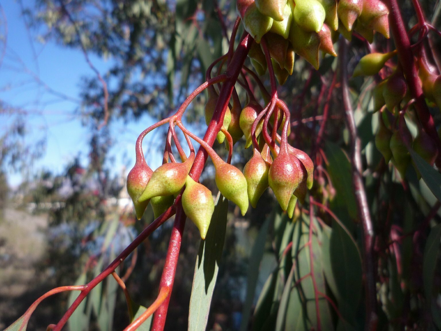 High Resolution Eucalyptus sideroxylon Fruit